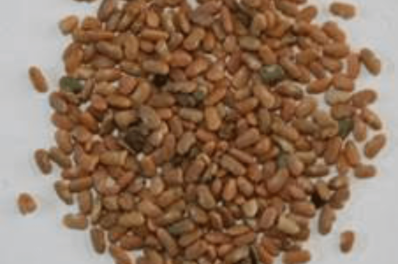 Loan-Roobos-Tea-Seed-Magnified