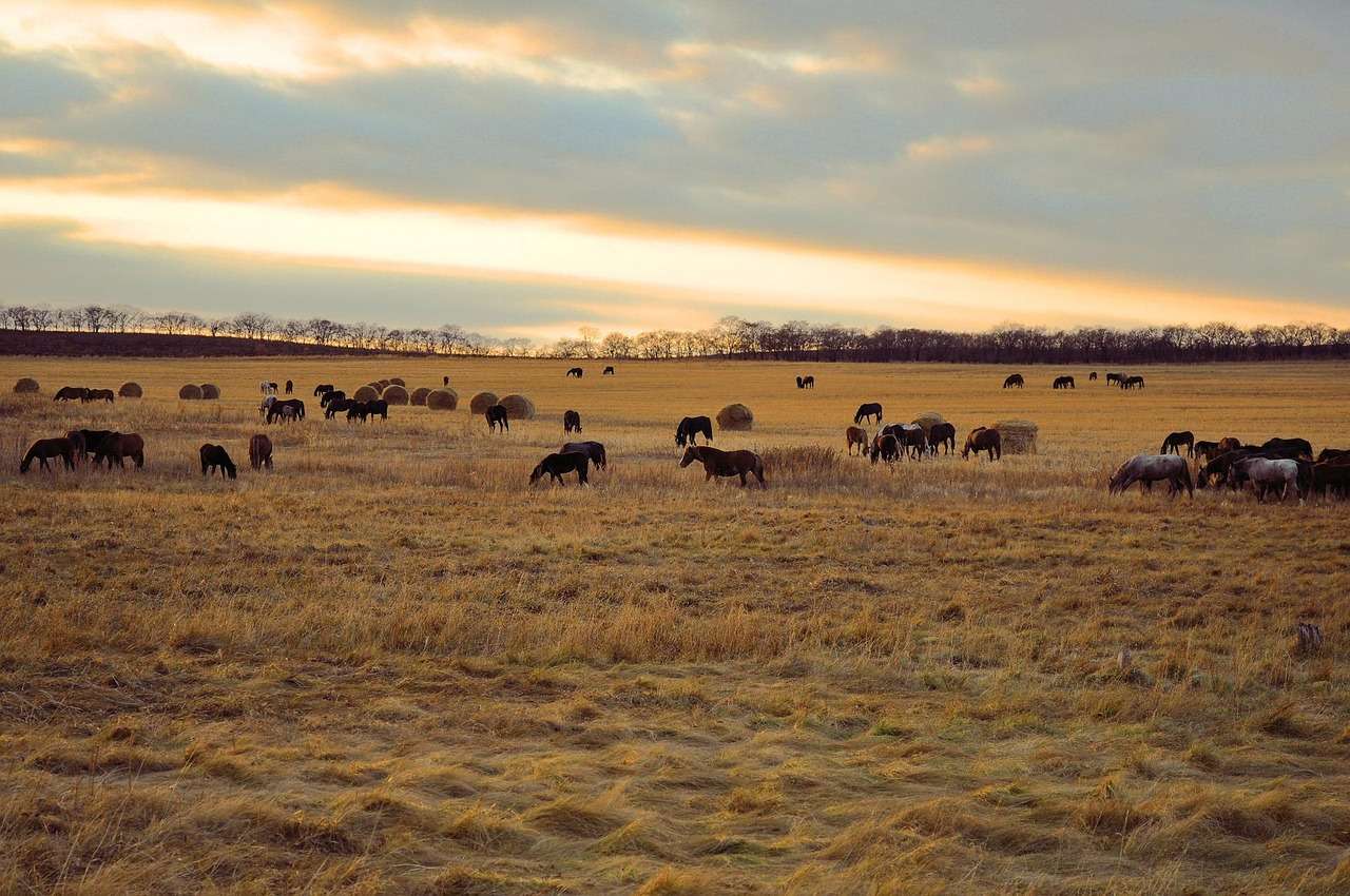 Select Rooibos for Horses – Natural Feed for Healthy, Happy Horses Rooibos for Horses – Natural Feed for Healthy, Happy Horses